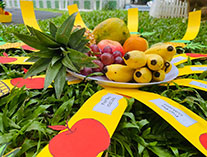 Twinkle Stars AMI Montessori Panadura, Montessori Sri Lanka, Nursery Pre school Panadura Sri Lanka, Fruit Day,  A.M.I. montessori in sri lanka, Early Learning and child care centre